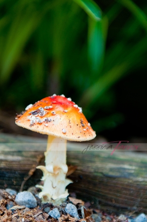 The Most Beautiful Mushroom I Have Ever Seen